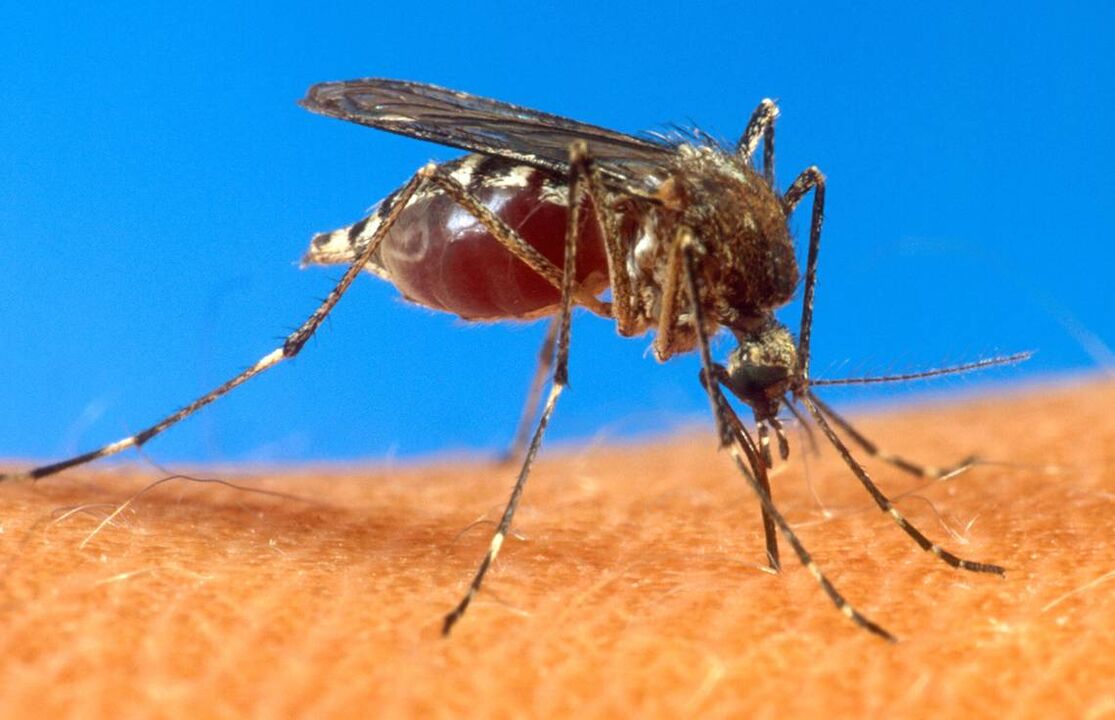 As picaduras de mosquitos como vía de infección con vermes